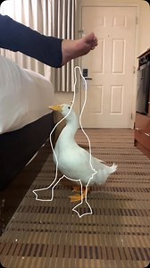 Impossible Pause Game #10 99% of people can’t do it! @seducktive Quack, quack Wrinkle the Duck #wrinkletheduck #seDUCKtive #cute #fun #impossible #games #pause #game #pausegame #challenge #challengeaccepted #challenges #gamer #duck #ducks #cuteducks #pets #animals #cuteness #entertainment #oddlysatisfying #satisfyingvideos #satisfying #sosatisfying #entertaining #petduck #petducks #happy #funny | Wrinkle the Duck 🦢✨