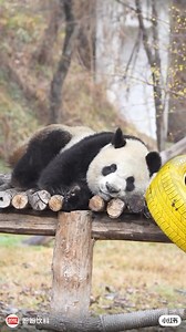 Qi Zai daughter is so cuteee! ❤️❤️❤️ #silly #funny #naturephotography #nature #panda #fluffy #pandas #cute | Pandas, a Light In My Heart