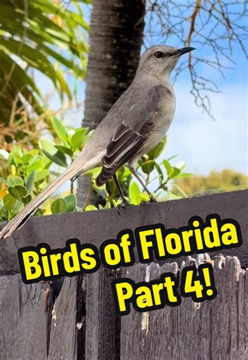 The northern mockingbird (mimus polyglottos) is Florida’s official state bird! They are common in neighborhoods and are known for singing. #birding #birds #floridawildlife #floridabirds #wildlife
