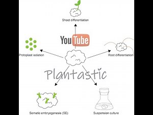 Plant Tissue Culture - Callus Culture
