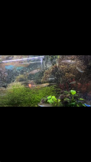 Red Irian Rainbowfish starting to color up. Don’t see these often. Both males and females both are colorful. | The Fish Guy