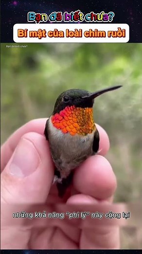 Bí mật của loài chim ruồi.