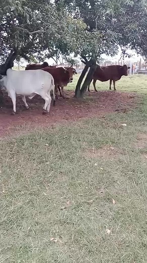 ⛏️🇮🇹Phumlani🤘Mphemba🇮🇹🪏 (@phumlanie_mphemba)’s videos with Diphala - Revolution