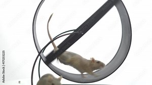 A white mouse is running in the running wheel, another white mouse is sitting in front of it, slow motion Stock Video