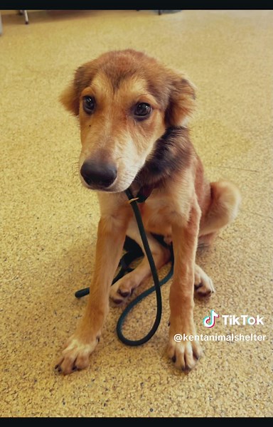 Adopt your new BFF at the Kent Animal Shelter! 🐾 #kentanimalshelter #adoptdontshop #rescuedogsrock #doglover #animalrescue #fyp #foryou #dogsoftiktok #puppies #puppiesoftiktok