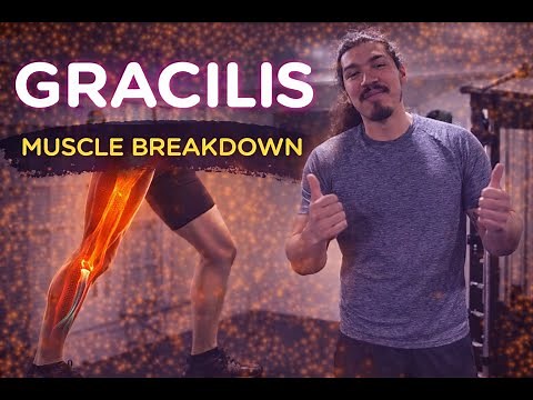 Anatomy and Function of the Gracilis Muscle