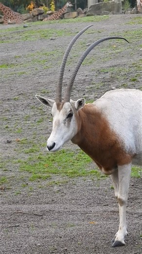 32K views · 2.6K reactions | The majestic scimitar-horned oryx is truly a beauty 歷 A species of antelope once declared ‘Extinct in the Wild’, successful conservation work by zoos around the world resulted in them being downlisted to ‘Endangered’ on the IUCN Red List of Threatened Species. | Dublin Zoo | Facebook