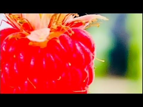 THOSE RED & RIPE FROM THE BUSH RASPBERRY #raspberry #berry #plant #plantita