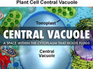Introduction of Vacuoles | Structure | Functions