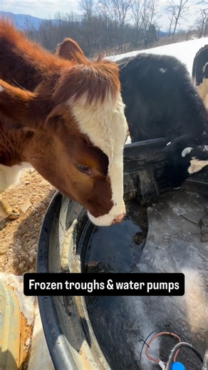 Jeanine Wittlinger on Instagram: "It has been an incredibly difficult week since the snow and ice storm came through eight days ago. We ended up with a total of 30” and the sub-zero temperatures since then have left every inch of the sanctuary frozen in ice. Four of the water pumps stopped working and because there are so many water buckets and trough heaters plugged in 24 hours a day, the breakers in the barn keep tripping the fuses and the cows have had their 300 gallon trough freeze completel