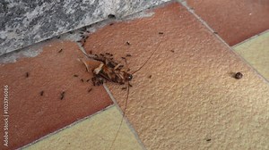 A large cockroach moves its legs and antennae on its back, at which time it becomes food for ants.