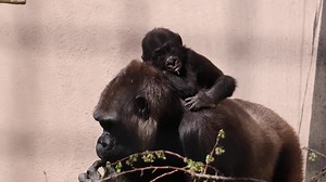 163K views · 10K reactions | Spring has finally sprung at Cleveland Metroparks Zoo! Now that the warmer temps are here, it’s time for Kayembe to explore his outdoor habitat for the first time! | Cleveland Metroparks Zoo | Facebook