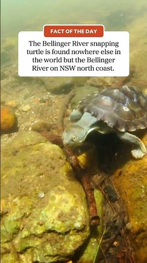 World's rarest reptile?!