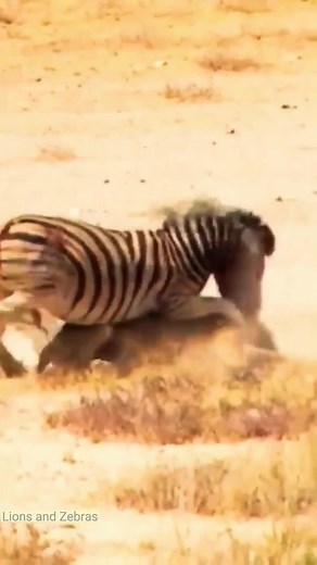 Who will win, the lion or the zebra? #lion #zebra #fight #animals