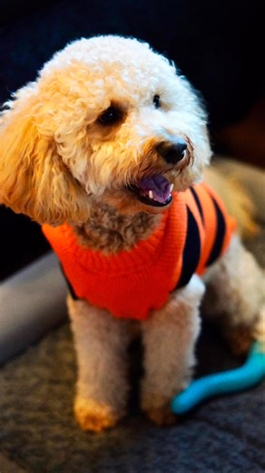 Halloween’s not scary when your big brother is with you 🎃🎃 | Lisa Thomas