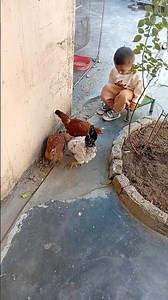 Child Play with Hens 🐔👦