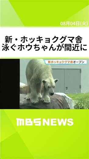 See "Ho-chan" Swim Up Close! Tennoji Zoo's Polar Bear Exhibit Reopens in Osaka #shorts