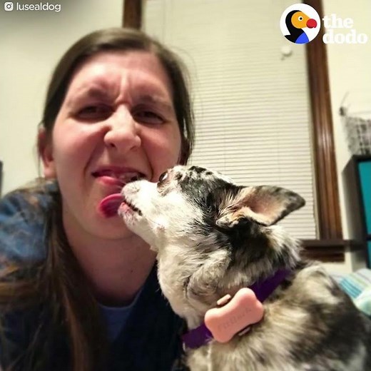 Overweight Chihuahua Can Barely Walk Until Mom Changes Her Life | The Dodo