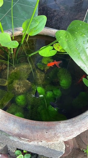 goldfish pond outdoor setup.outdoor planted pond.😇😊🤗❤🌸