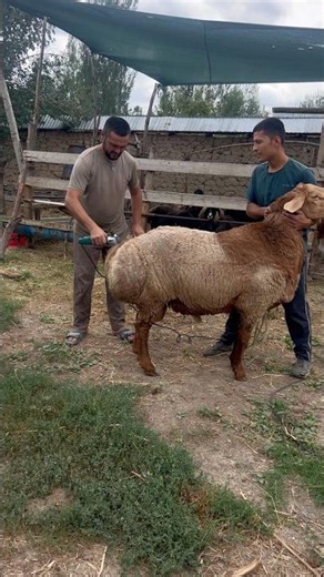 Massive Ram Shearing! 🐏✂️