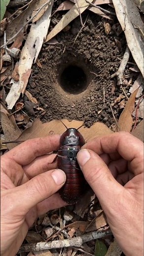 A Camera on a Giant Burrowing Cockroach Reveals Its Hidden Burrow