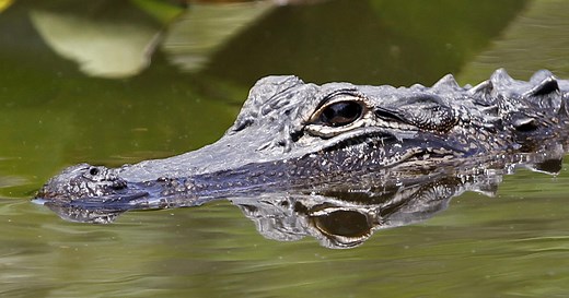 After years of thriving in the Florida Everglades, alligators are now struggling to survive there