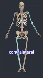 Laterality in Anatomy – Left vs Right Understanding laterality is essential in anatomy and clinical practice. This video explains how structures are described in relation to the left and right sides of the body, with clear definitions and examples to make application simple. 🎥 Part of the Explore Anatomy Programme on Physiopedia Plus. 👉 Watch the full programme here: https://members.physio-pedia.com/why-physioplus/ #Laterality #AnatomyTerms #ExploreAnatomy #PhysiopediaPlus #ClinicalAnatomy #Pr