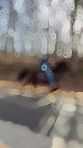 15 hand 13 year old racking mare | Noah Burnette