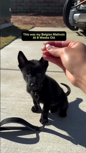 All-Black Belgian Malinois Puppy With INSANE Focus 🖤🔥