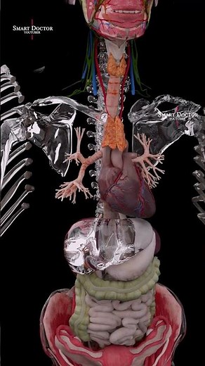 Inside the Chest: How the Heart Stays Safe 🔬