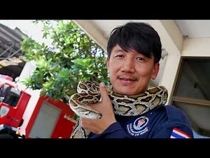 Ils capturent jusqu'à 1000 pythons par mois en pleine ville
