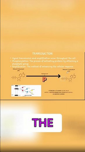 Signal Amplification: Enhance Cellular Response Explained