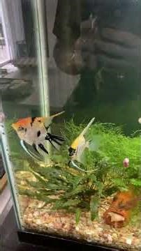 Angel fish breeding project Update