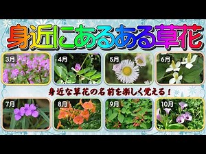 【身近にあるある草花②】春～秋にかけて咲く、身近な草花の名前を楽しく覚えられる。外に出れば必ず見つかる！毎回、月ごとにどんな花が登場するかワクワク・ドキドキ、楽しみながら、名前が覚えられます。