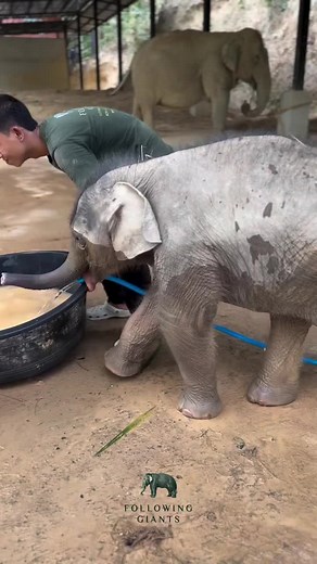 🐘♛𝕀𝕥𝕫.𝕞𝕖 🅰🆀🅸🆂🅷♛🐘 (@itsmeaqish80)’s videos with Funny Cute Animals - Cepu Audio