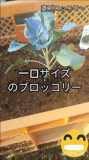 スティックセニョール）を自宅で栽培することです。一般的なブロッコリーが大きな一つの花蕾を収穫するのに対し、茎ブロッコリーは主茎の先端と、そこから伸びるわき芽（側花蕾）を次々と長く収穫できるのが特徴です