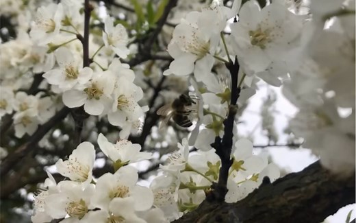桃花飞绿水，一庭芳草围新绿；有情芍药含春泪，野竹上青霄；十亩藤花落古香，无力蔷薇卧晓枝；我愿暂求造化力；减却牡丹妖艳色。