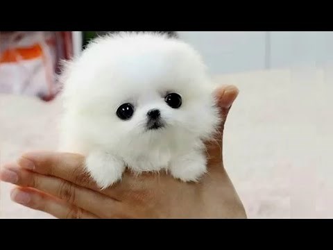 The 10 Smallest Dog Breeds in the World