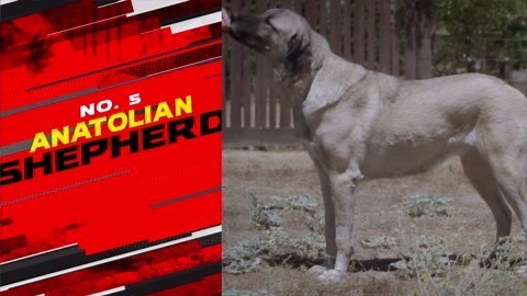 Top 5 livestock guardian dog breeds