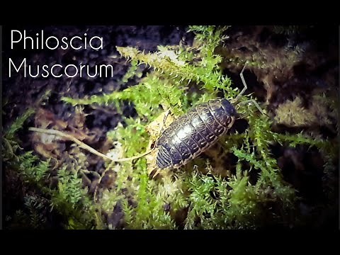 All About The Philoscia muscorum | Striped Woodlouse | Terrestrial Isopod | common fast woodlouse |