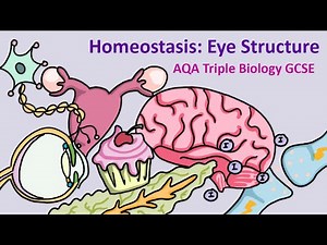 GCSE Science Biology AQA : Homeostasis: The Eye