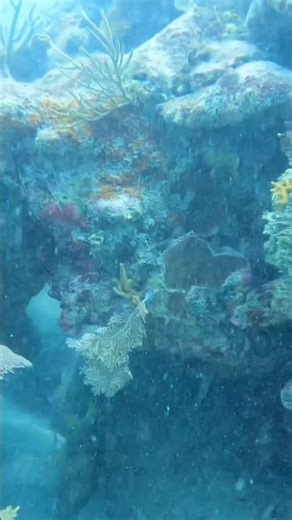 Caught a Beautiful Snapper While Diving!🐟🔥#NiceSnapper #SnapperCatch #SpearfishingLife #Underwater