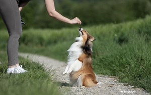 Dog Training Tips for Beginners: Ultimate Guide to Training Your Dog