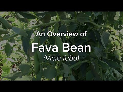 An Overview of Fava Bean | Understudied Indigenous Crops