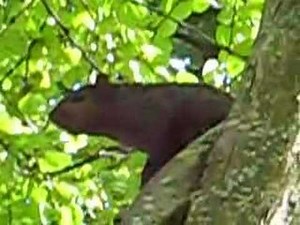 Squirrel crying in Tree