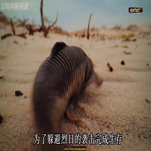 57K views · 172 reactions | The poisonous fish lives in the arid desert ปลามีพิษอาศัยอยู่ในทะเลทรายที่แห้งแล้ง | Cpacify Basil | Facebook