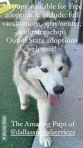 Dallas Animal Services and Adoption Center on Reels | Facebook