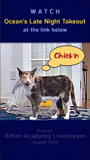 Cat Says “Chick’n” after the STEAL 🥷🍗 #kittenacademy #catlover
