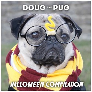 60K views · 12 reactions | We should all be Doug The Pug for Halloween | Doug The Pug | Facebook