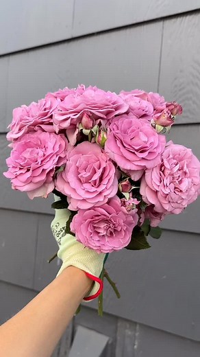 The answer is: roses, roses, and roses! 🌹 The rose pictured here is Perfumed kiss 💜 an exceptionally fragrant, Hybrid Tea rose that will repeat bloom all season long! Also, peep at its glossy foliage! We’re obsessed! 🤩 #gardenroses #cutflowersfrommygarden #cutflowers #bouquetofroses | Heirloom Roses